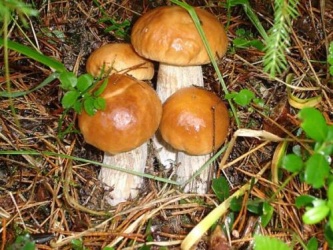Приготовление грибов маслята